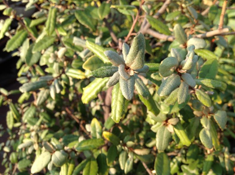 foto-elaeagnus-ebbingei