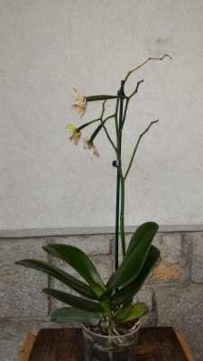 Orchidea Phalaenopsis che dopo qualche impollinazione avvizzisce. Consigli?