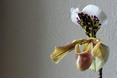 Orchidea Paphiopedilum: come mai non fiorisce? Dove la dove dovrei tenere?