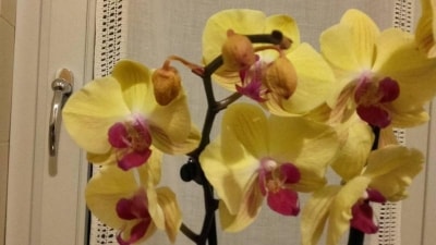 Phalaenopsis con macchie su fiori e petali cadenti: cosa ho sbagliato e come curarla?