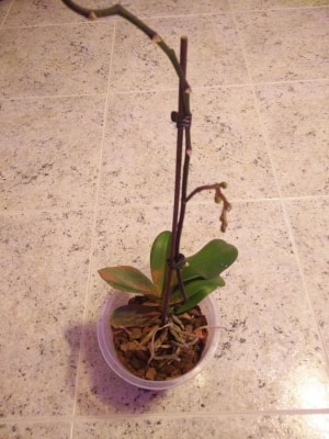 Phalaenopsis con macchie sulle foglie: cosa posso usare per curarla?
