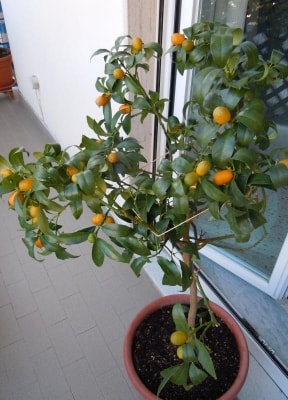 Mandarino con foglie arrotolate: cosa fare?