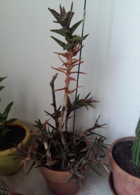 Aloe che è diventata marrone e ha foglie marce: marciume o malattia?