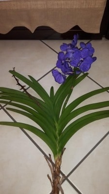 Orchidea Vanda con ramo sfiorito e che ha perso diverse foglie: cosa fare?