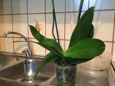 La mia orchidea ha radici e foglie in salute? C'è la possibilità che emetta Keiki?