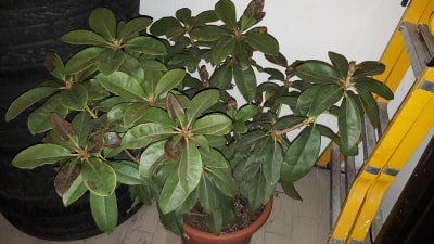 Rododendro con foglie marroni: qual è la causa? Vanno bene le cure fornite?
