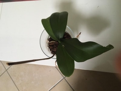 Orchidea Phalaenopsis con stelo seccato ha perso i fiori: cosa fare?