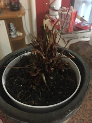 Anthurium e altre due mie piante sono conciate male: qualche consiglio?