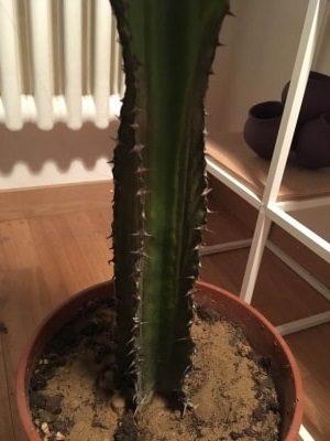 Euphorbia eritrea che si è seccata: come recuperarla?
