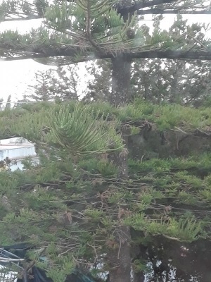 Il pino di norfolk può causare danni rompendosi a causa del vento?