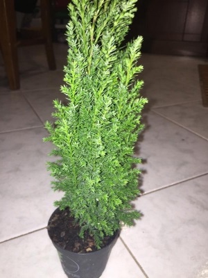 Di che specie si tratta questa pianta?