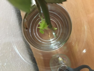Rosa in vaso con acqua: posso piantarla?