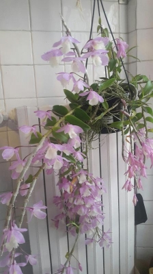 Orchidea dendronium con fiori che stanno appassendo: cosa fare?