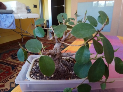 Ficus bonsai: consigli per il rinvaso