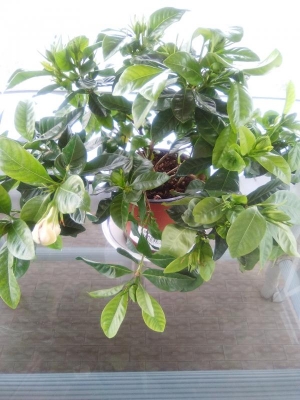 Gardenia in vaso che appare debole: cosa posso fare?