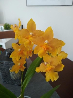 Di che varietà è questa orchidea e come curarla?