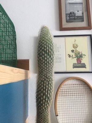 Cactus Senilis con punta che si è ristretta e schiarita: cosa può essere?