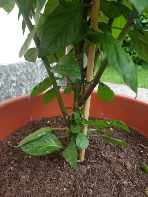 Potatura pianta di peperoncino piccante: qualche consiglio?