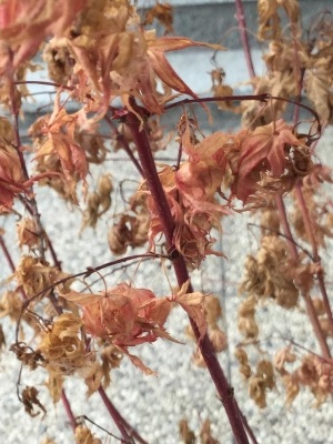 Acero con foglie seccate e arricciate anche dopo rinvaso: cosa fare?
