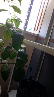 Potatura albero di agrumi: a che altezza posso potare questo ramo?