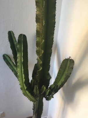 Euphorbia con base annerita e alcuni rami sono caduti: cos'è e cosa posso fare?