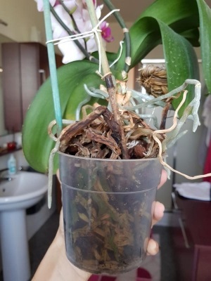 Rinvaso di un'orchidea che sta fiorendo: quando posso eseguirlo?