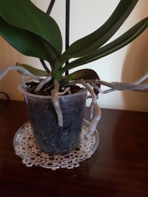 Rinvaso orchidea: devo coprire tutte le radici? Quanto grande il nuovo vaso?