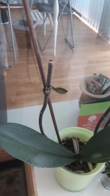Orchidea Phalaenopsis con nuovo getto sul ramo: cosa fare?
