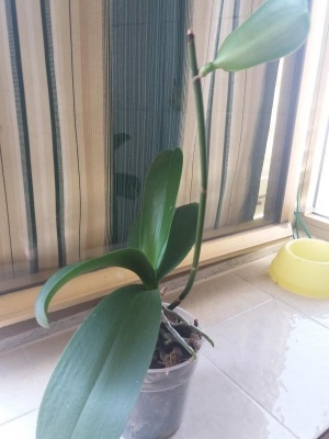 Keiki orchidea: come mai non produce radici?