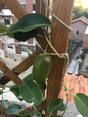 Dalla mia pianta è nato un strano frutto: come prendere e piantare i semi?