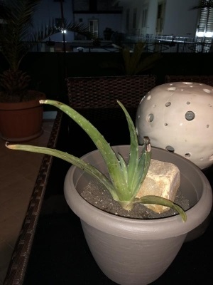 Aloe con una foglia secca e altre che stanno seccando dalla punta, cosa posso fare?