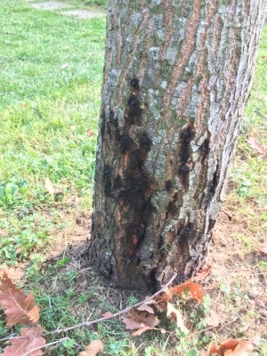 Macchie nere sul tronco della mia quercia in giardino: di cosa si tratta e cosa fare?