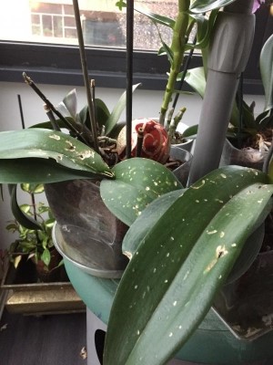 Phalaenopsis danneggiate dalla grandine: che fare?