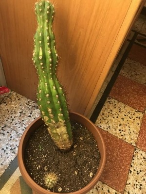 Cactus: secco alla base e curvo, qual è il problema?