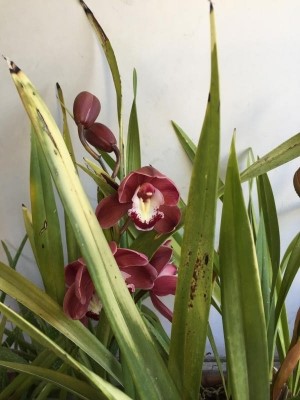 Orchidea Cymbidium: come prendersene cura?