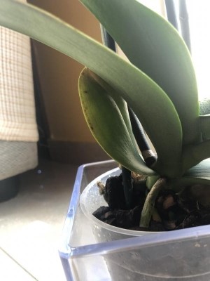 Phalaenopsis: foglie con macchie, cosa sbaglio?