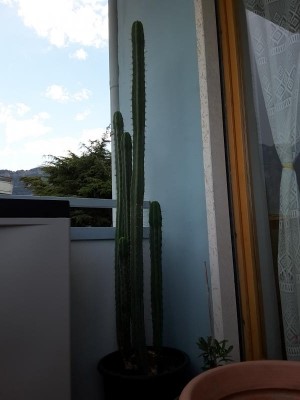 Cactus colonnare: come tagliarlo?