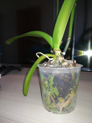 Phalaenopsis perde foglie e non ricrescono, cosa succede?