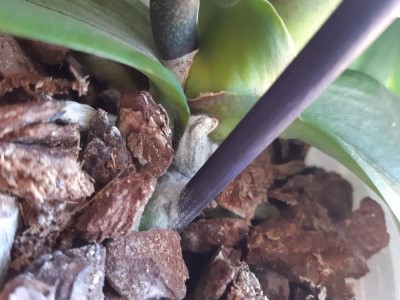 Phalaenopsis con muffa radicale: cosa posso fare?