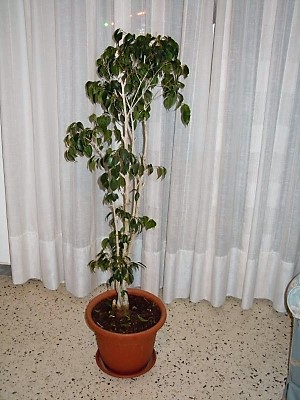 Ficus benjamin: come curarlo?