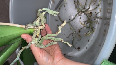 Phalaenopsis: ho tagliato troppo le radici?