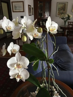 Orchidea: cosa fare con i keiki?