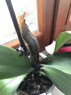 Orchidea foglie che seccano: cosa fare?