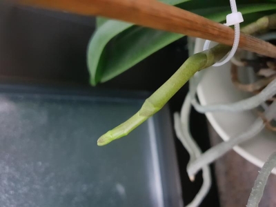 Phalaenopsis: spezzato ramo nel legarlo, cicatrizzerà?