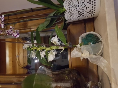 Orchidea senza radici: che fare?