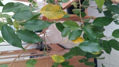 Ficus benjamin: perde foglie, come mai?