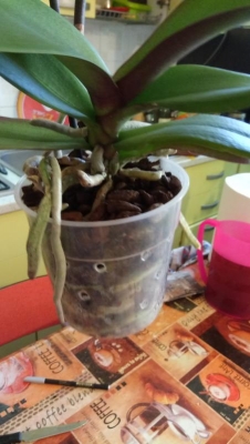 Phalaenopsis con radici fuori: cosa fare?