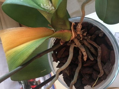 Phalaenopsis, cambio vaso e bark: marciume radicale