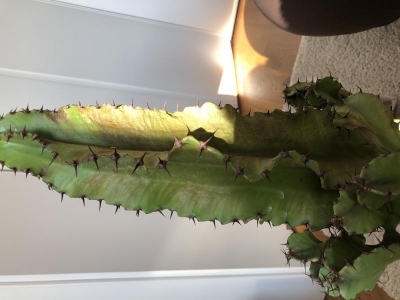 Euphorbia: come curarla?