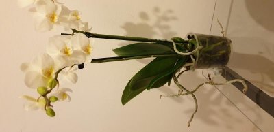 Orchidea: radici che escono dal vaso, devo rinvasare?